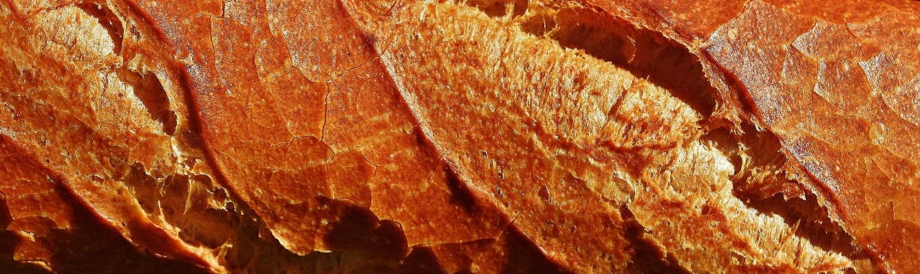 Rock wood leaf trunk Photo