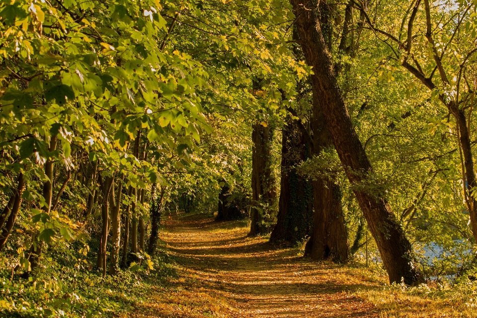 Landscape tree nature forest