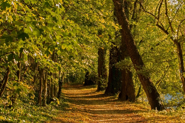 Landscape tree nature forest Photo