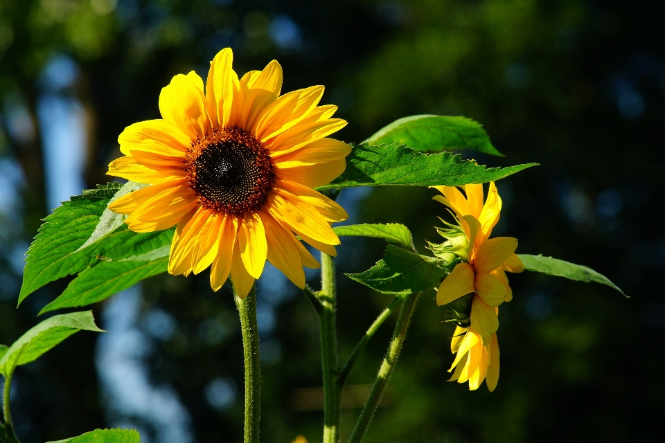 Nature fleurir usine champ