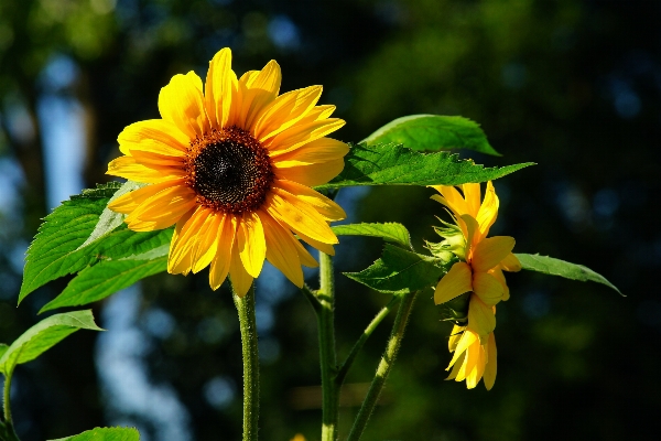 Nature blossom plant field Photo