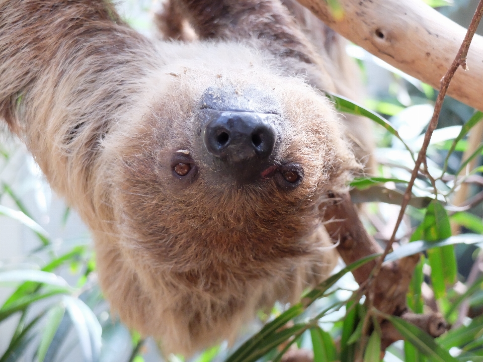 Animali selvatici zoo giungla mammifero