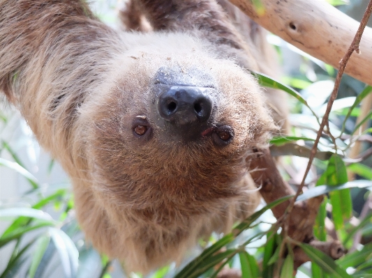 Wildlife zoo jungle mammal Photo