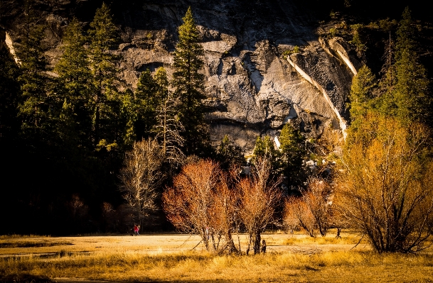 Landscape tree nature forest Photo