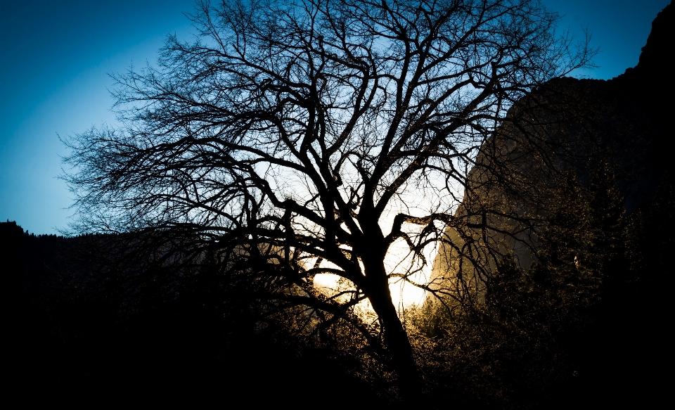 Landscape tree nature forest