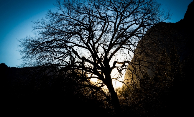 Landscape tree nature forest Photo