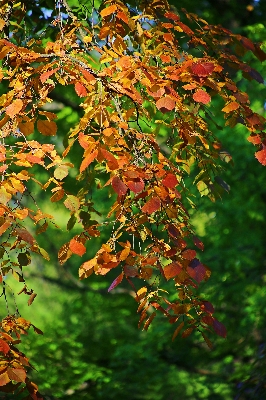 Landscape tree nature forest Photo