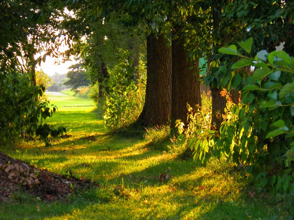 Landschaft baum natur wald