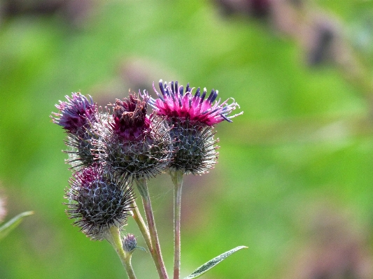 Nature grass blossom plant Photo