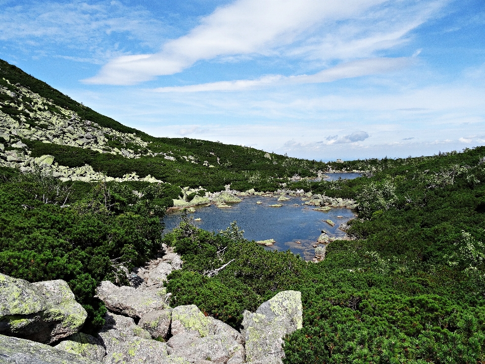 Landscape sea coast tree