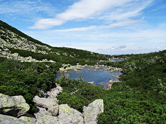 Landscape sea coast tree Photo