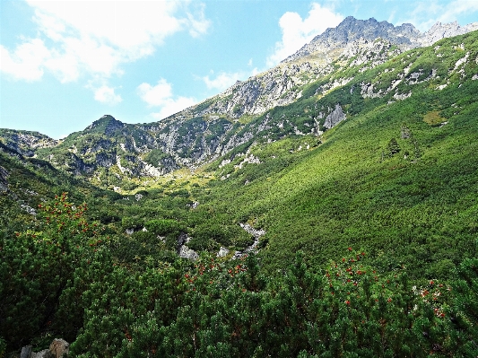 Landscape tree nature forest Photo