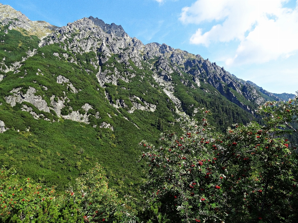 風景 木 自然 森