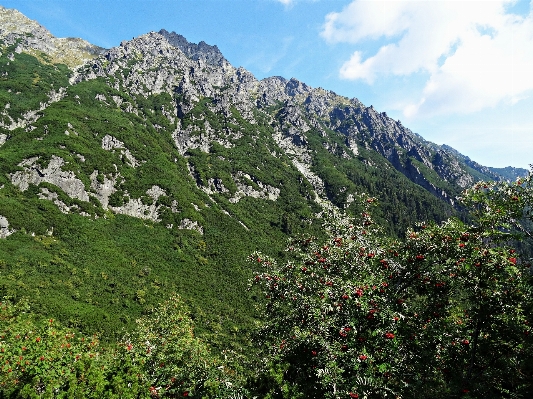 Landscape tree nature forest Photo