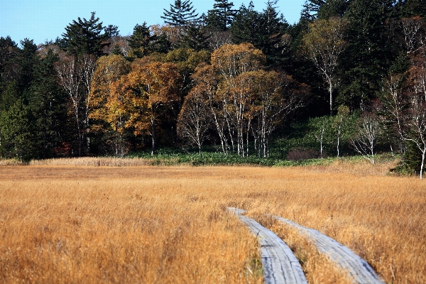 Landscape tree forest grass Photo