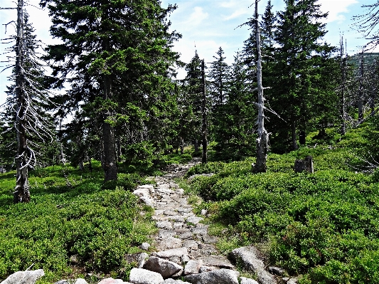 Landscape tree nature forest Photo