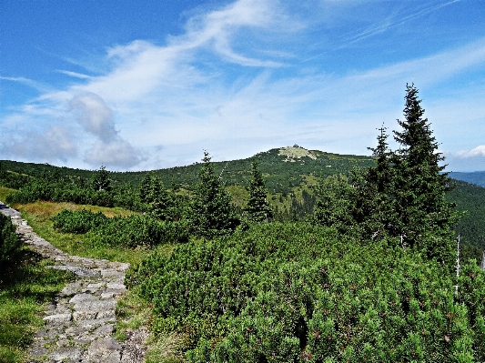 Landscape tree nature forest Photo