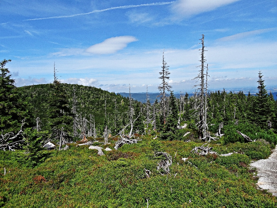 Paisaje árbol naturaleza bosque