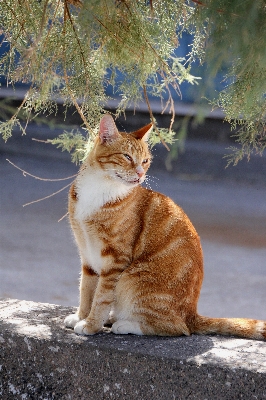 ペット 赤 猫 哺乳類 写真