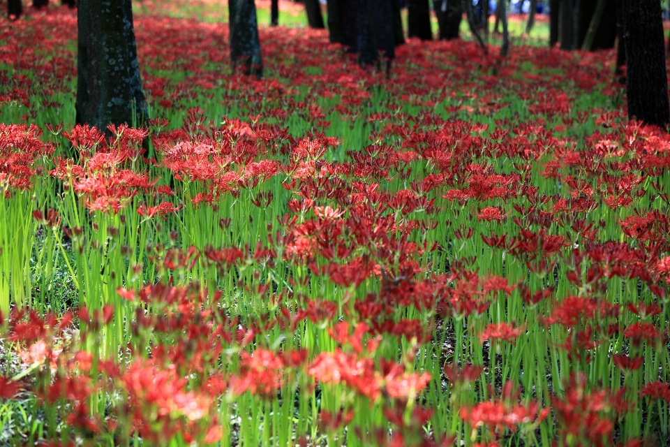 Florescer plantar grama prado
