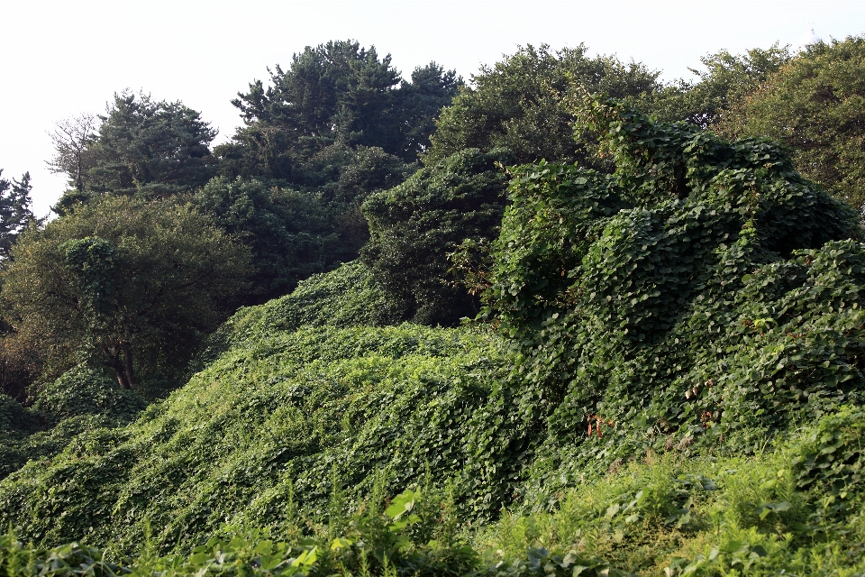 树 森林 植物 叶子