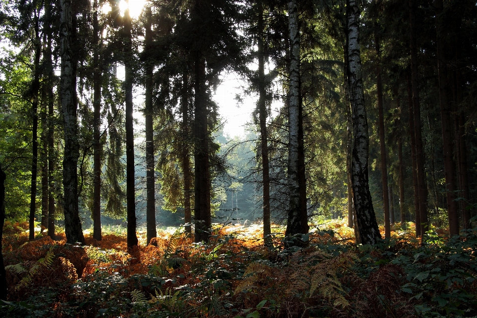 Paisagem árvore natureza floresta