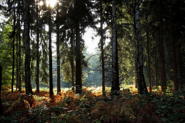 Landscape tree nature forest Photo