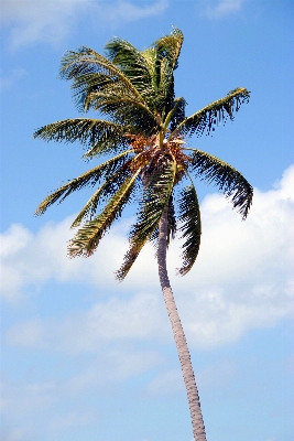 Coast tree nature branch Photo