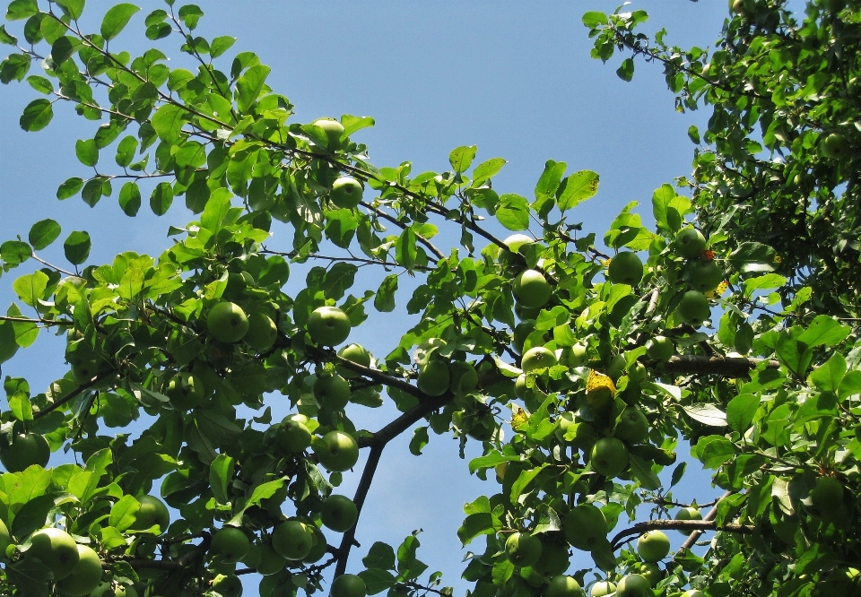 Apple árbol naturaleza rama