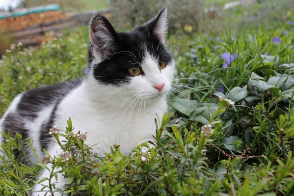 Nature grass flower animal Photo