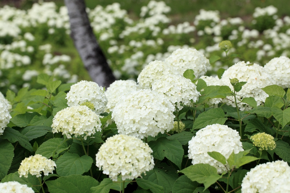 Tanaman bunga tinggi hydrangea