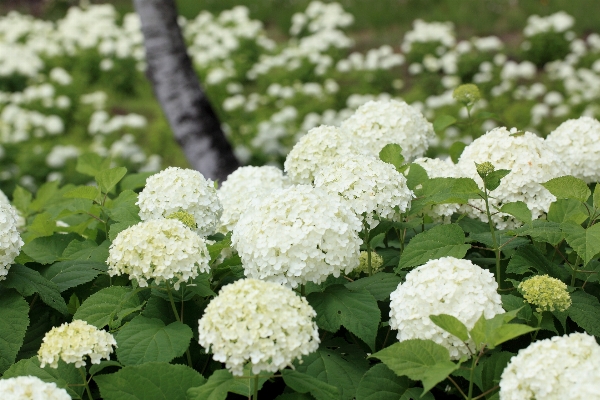 Plant flower high hydrangea Photo