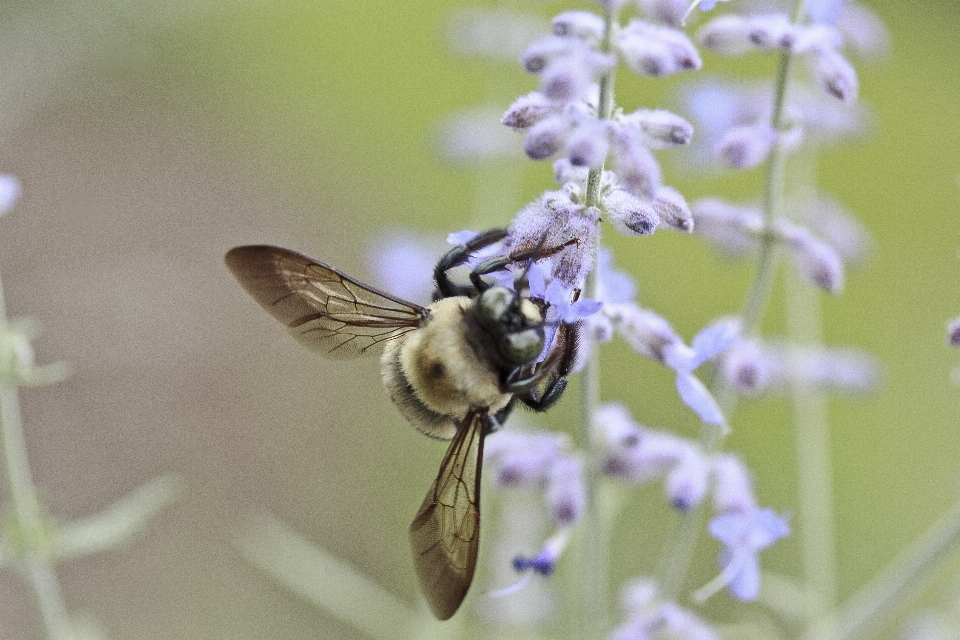 Natura kwitnąć zgromadzenie zakład