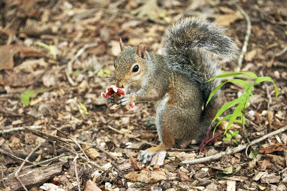 自然 森 ねずみ 動物