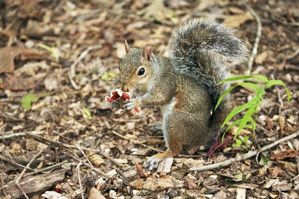 Nature forest mouse animal Photo