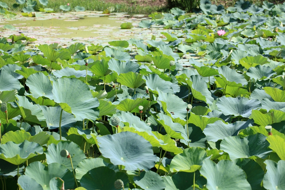 Anlage feld wiese
 blatt