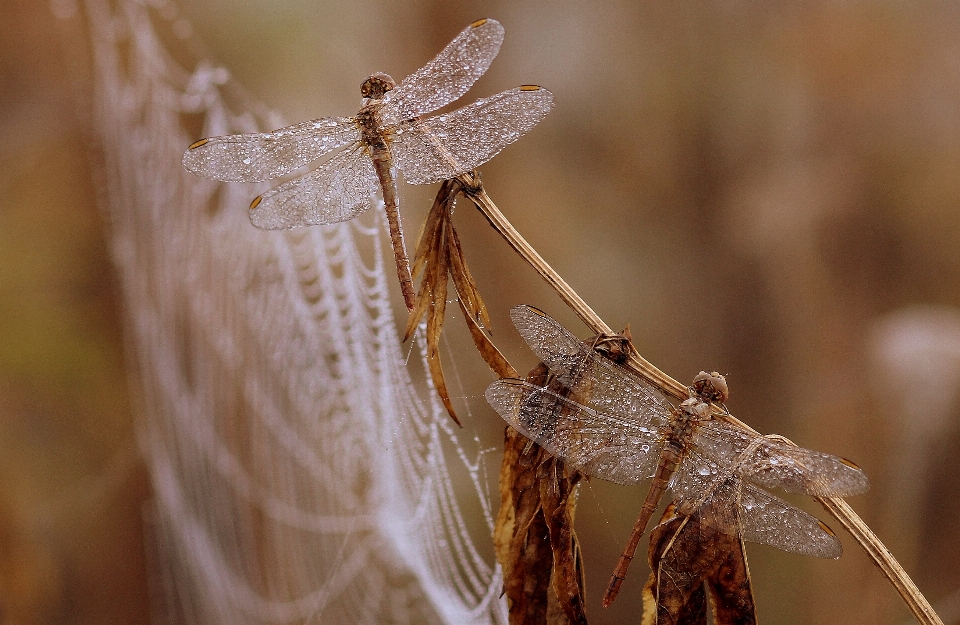 Nature dew wing photography