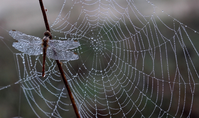 Nature dew wing morning Photo