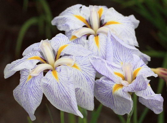 Plant flower petal high Photo