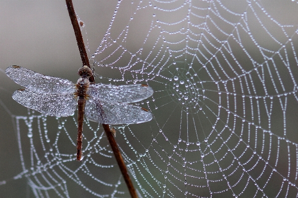 Nature dew wing morning Photo