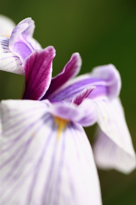 花 植物 写真撮影 紫 写真