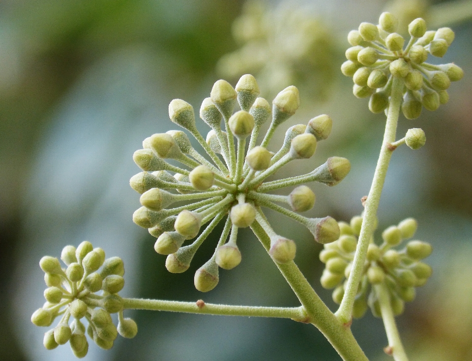 Fiore pianta cibo verde