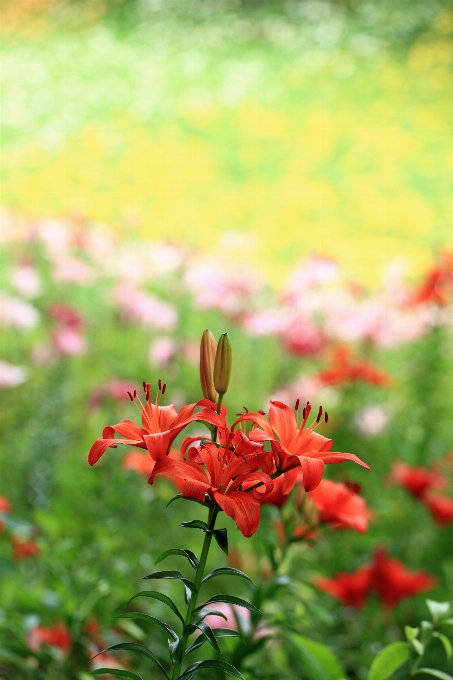 Nature grass blossom plant