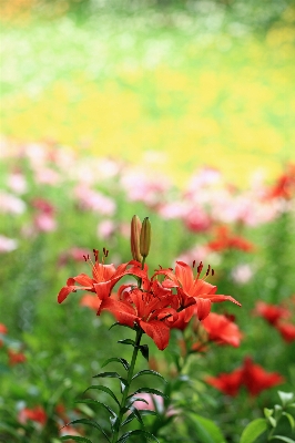 Nature grass blossom plant Photo