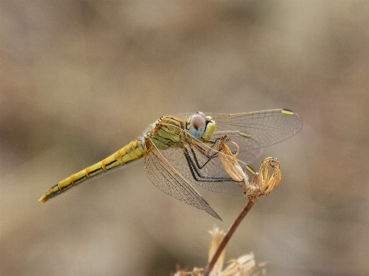 Foto Asa fotografia inseto fauna