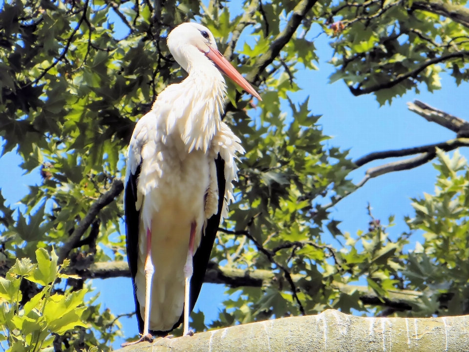 Pájaro fauna silvestre zoo