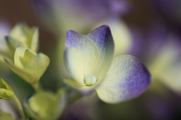 Nature blossom plant photography Photo