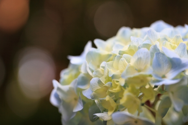 Blossom plant white photography Photo