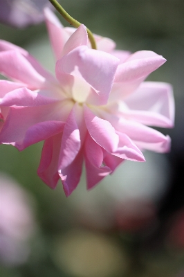 Blossom plant photography flower Photo