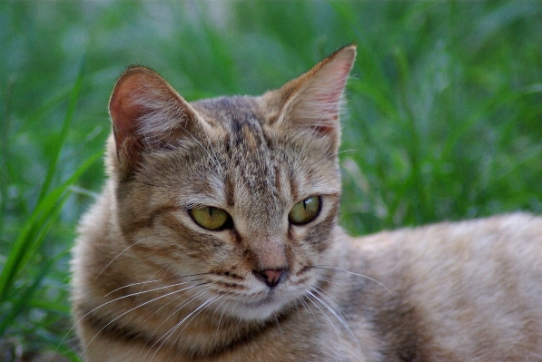 甘い 動物 かわいい 見ている 写真